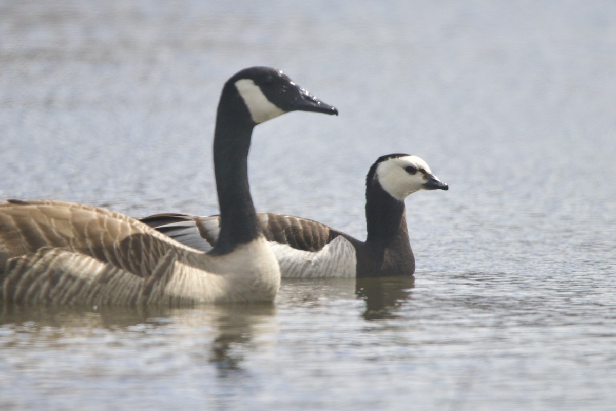 Barnacle Goose - ML644338466