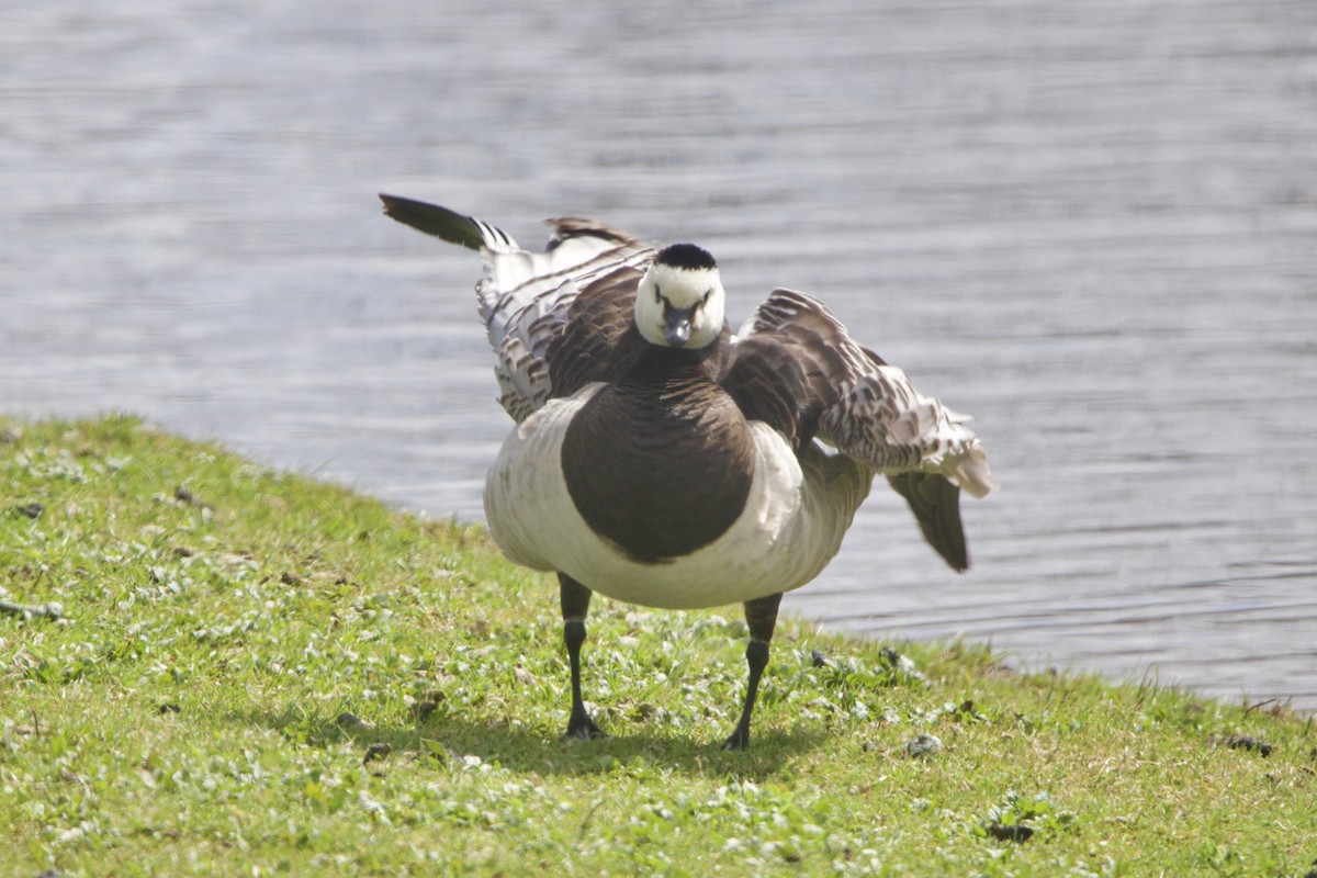 Barnacle Goose - ML644338467