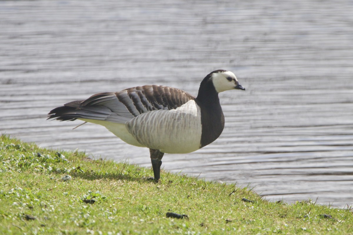 Barnacle Goose - ML644338468
