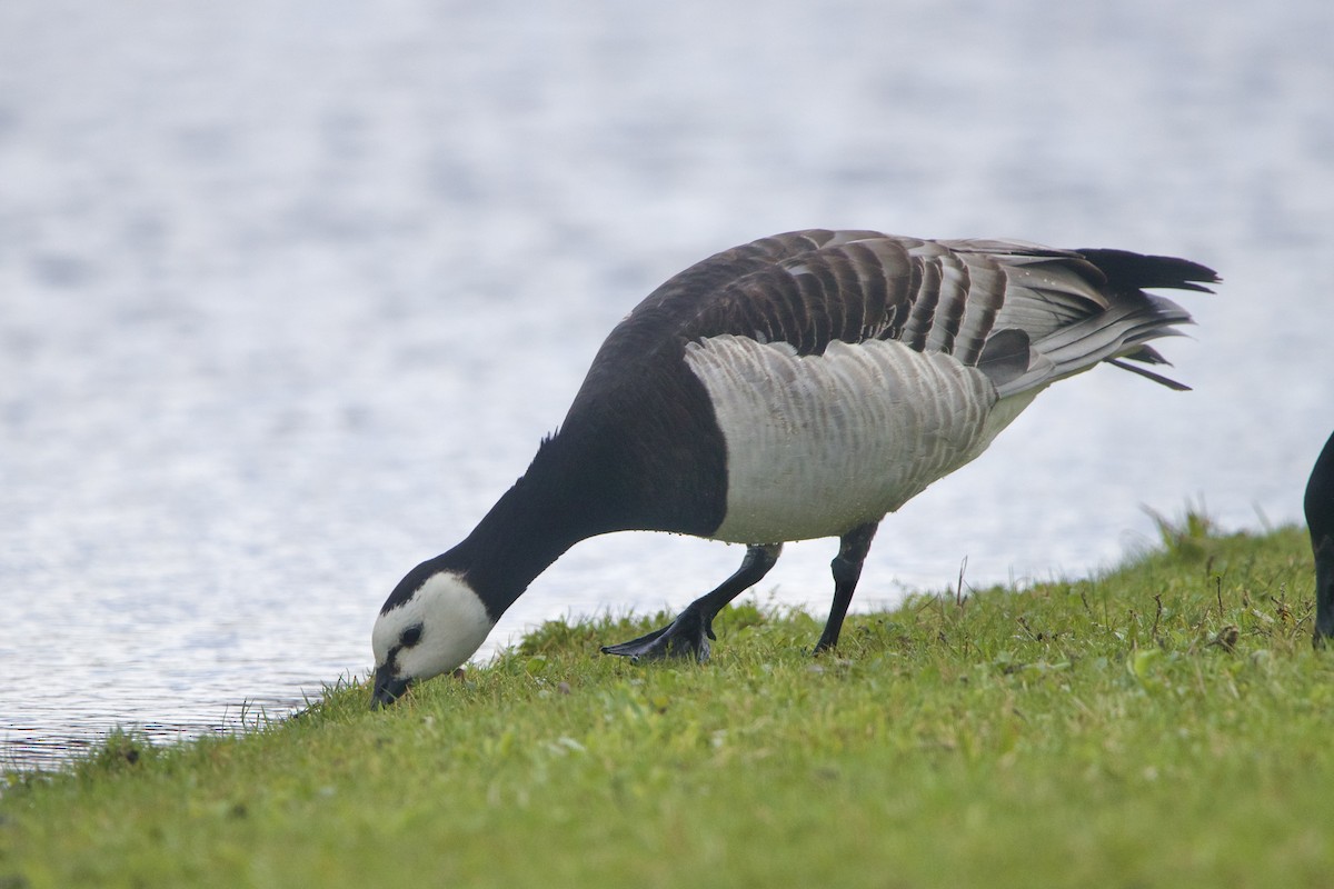 Barnacle Goose - ML644338469