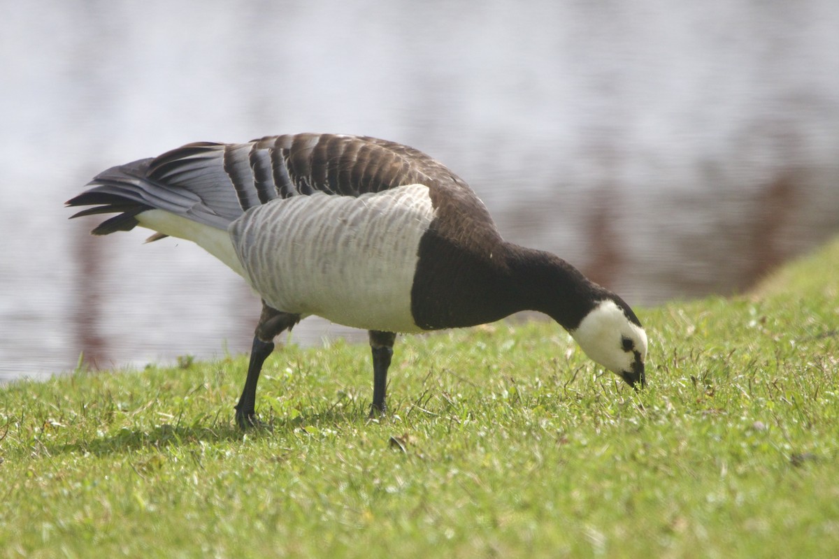 Barnacle Goose - ML644338470