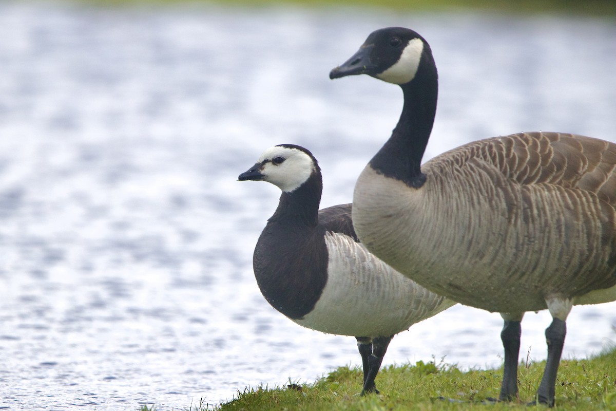 Barnacle Goose - ML644338471