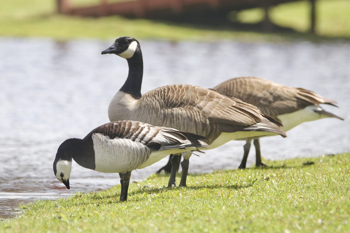 Barnacle Goose - ML644338472