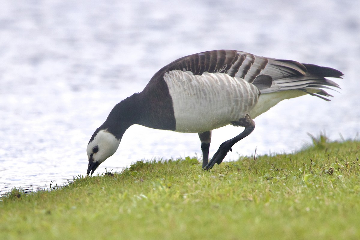 Barnacle Goose - ML644338473