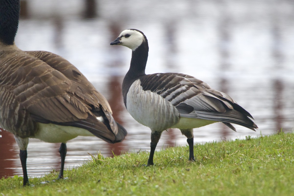 Barnacle Goose - ML644338474