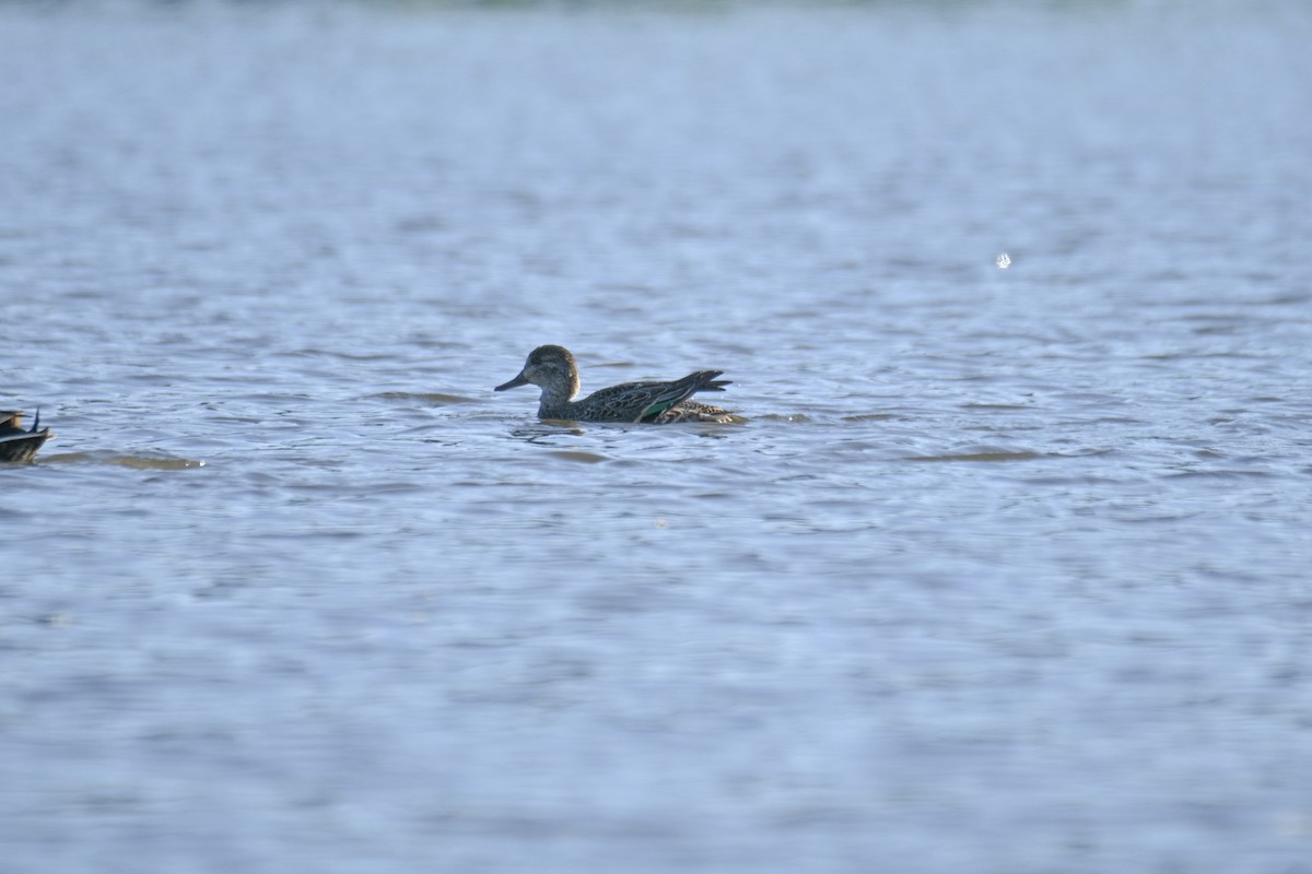 Garganey - ML644338481