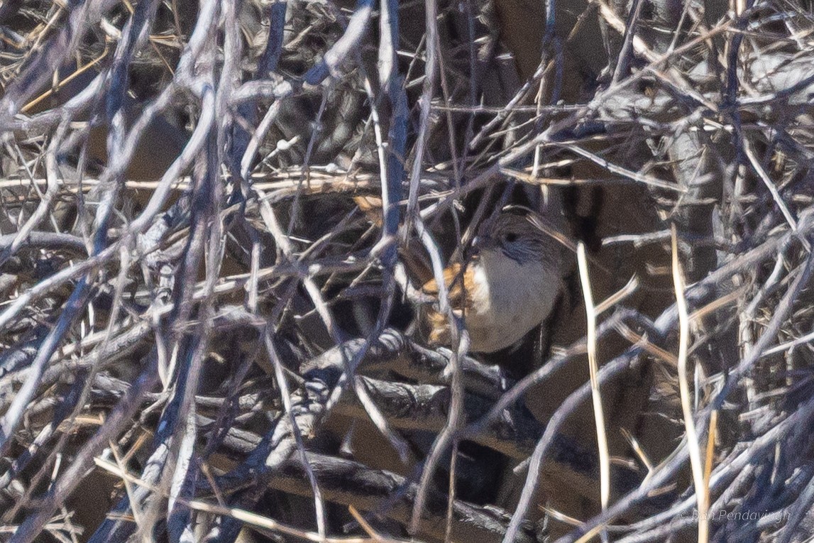 Eyrean Grasswren - ML644338485