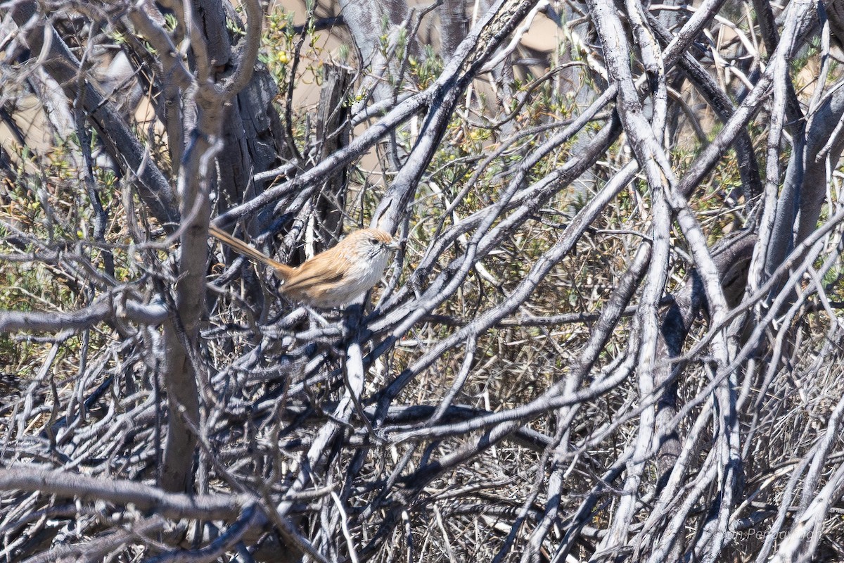 Eyrean Grasswren - ML644338486