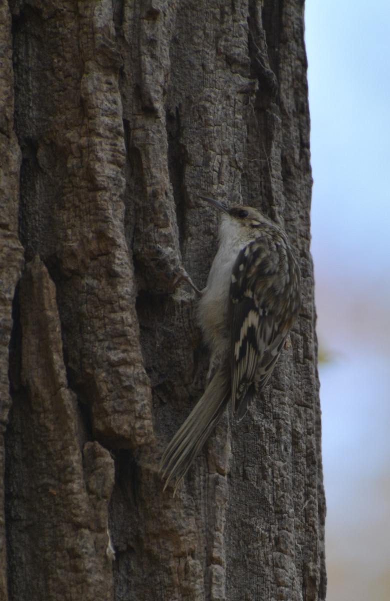 Brown Creeper - ML644338488