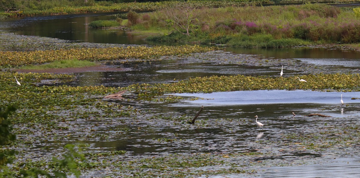 大白鷺 - ML644338520