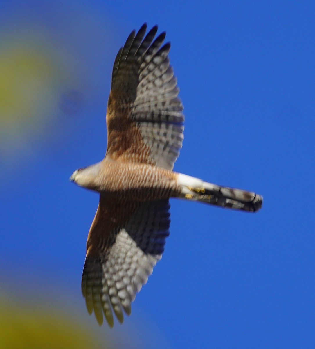 Cooper's Hawk - ML644338521