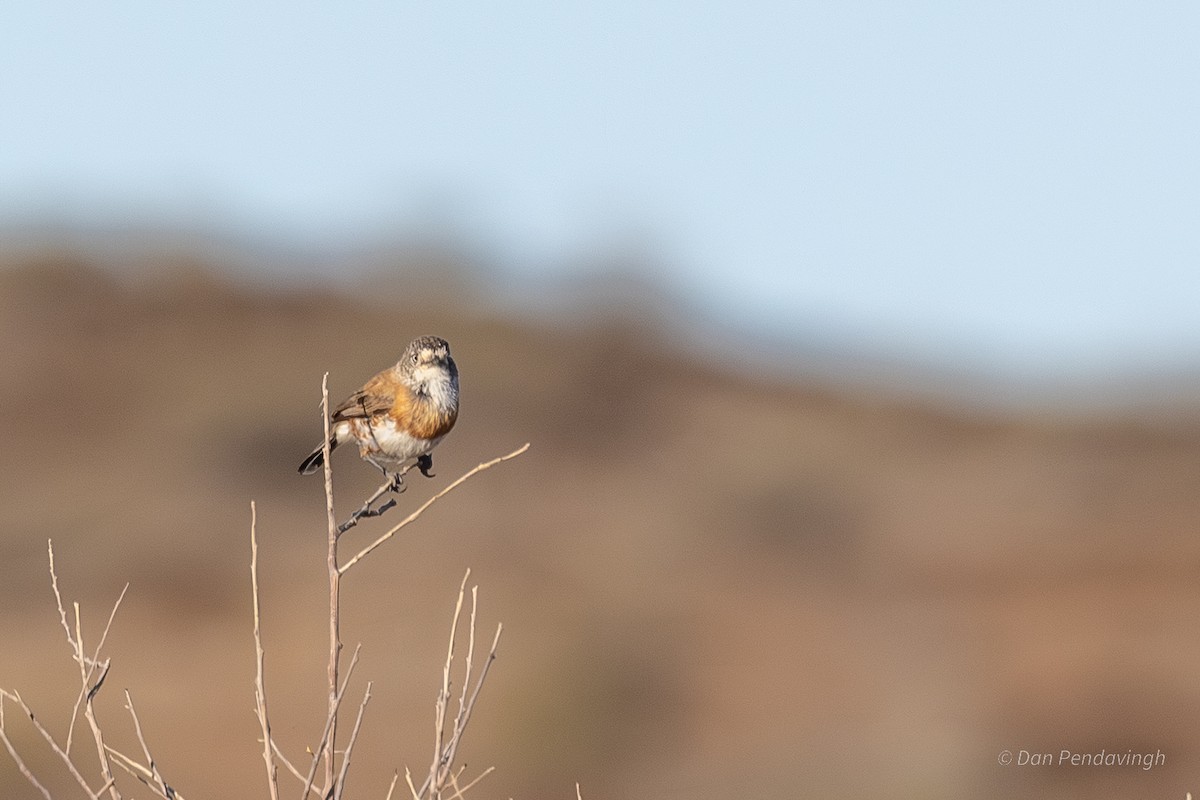 Chestnut-breasted Whiteface - ML644338534