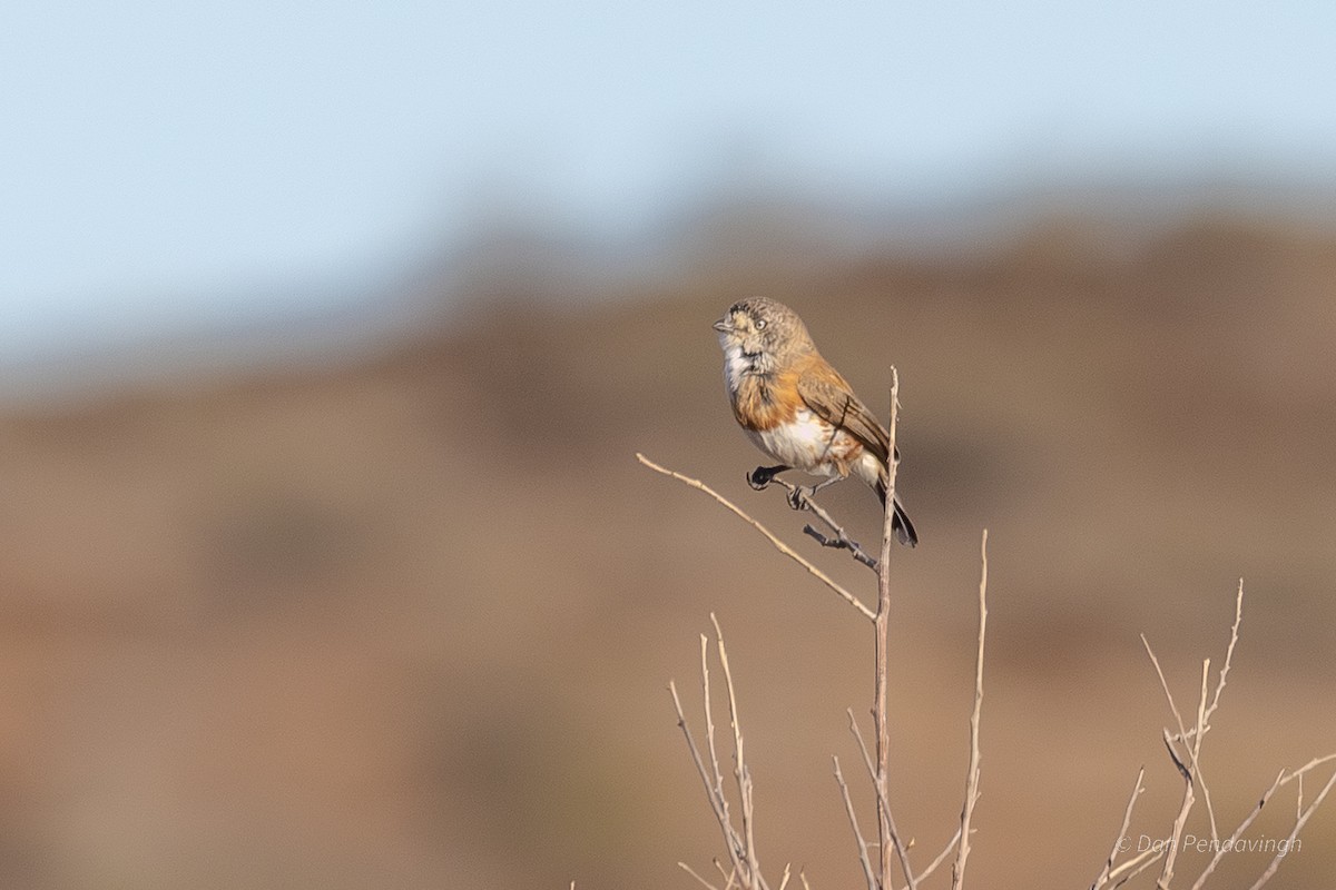 Chestnut-breasted Whiteface - ML644338535