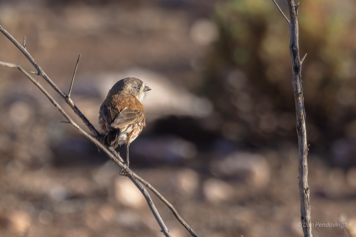 Chestnut-breasted Whiteface - ML644338536
