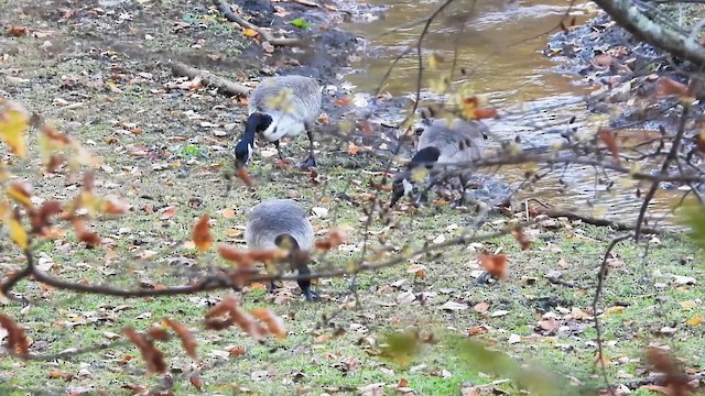 Канад галуу - ML644338537