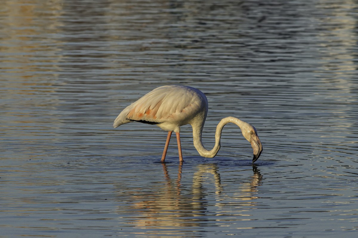 Chilean Flamingo - ML644338538