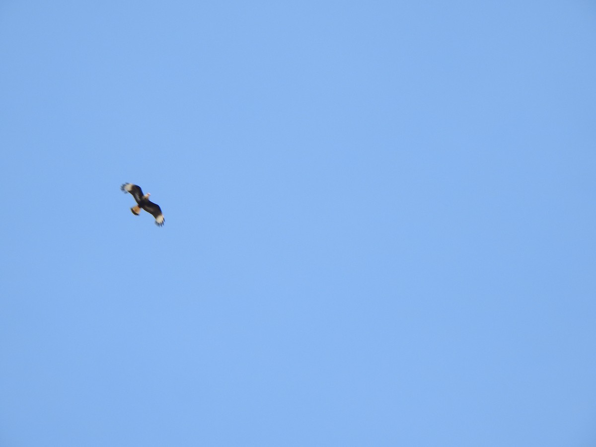 Равнинная каракара - ML644338542