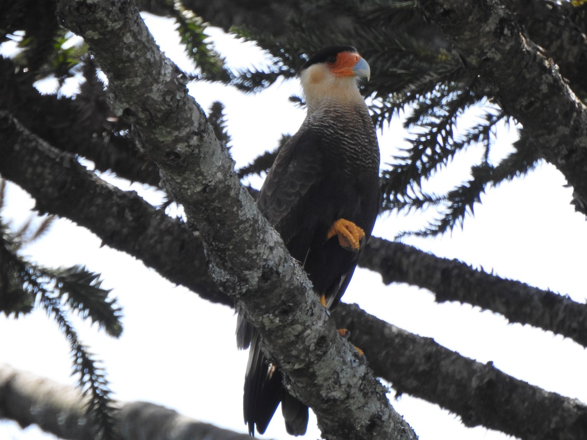 Равнинная каракара - ML644338543