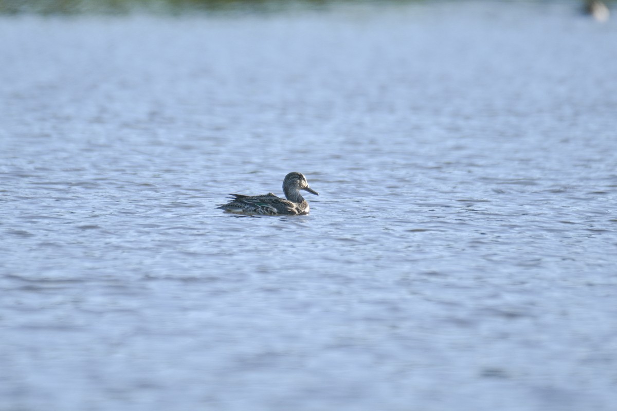 Garganey - ML644338544