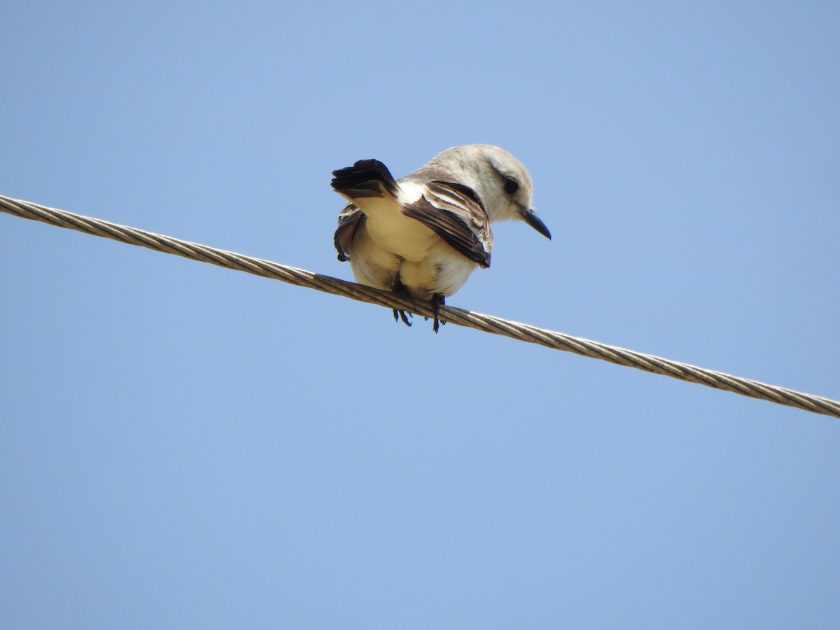 White-rumped Monjita - ML644338551