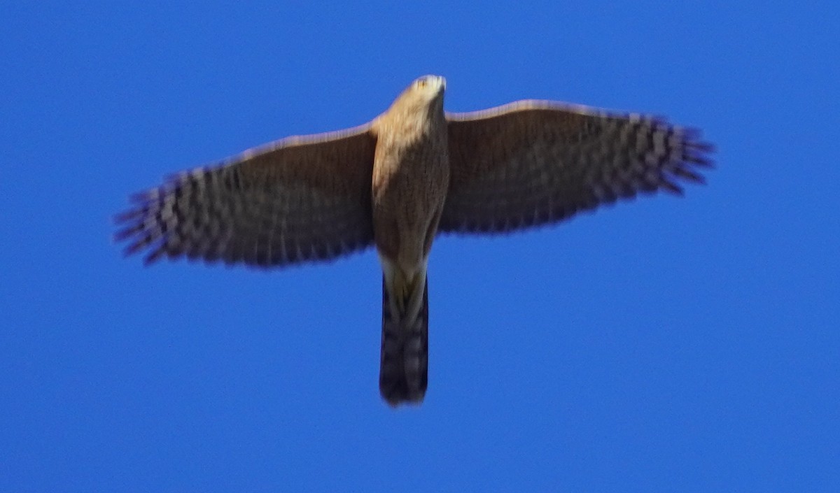 Cooper's Hawk - ML644338564