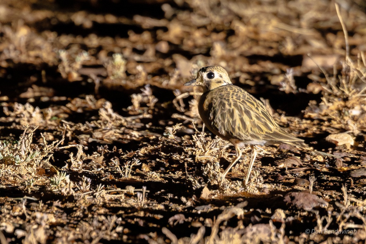 Inland Dotterel - ML644338569