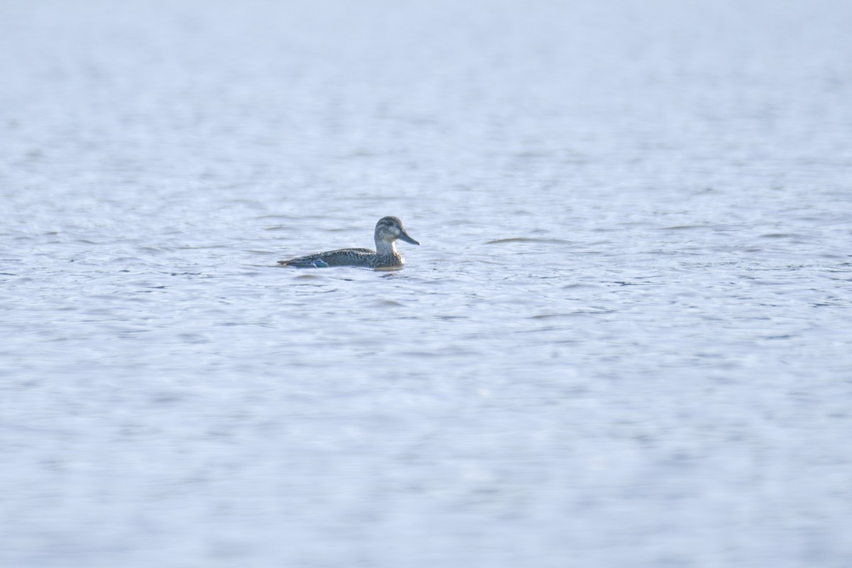 Garganey - ML644338586