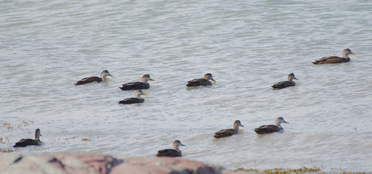 rødfotand - ML644338607