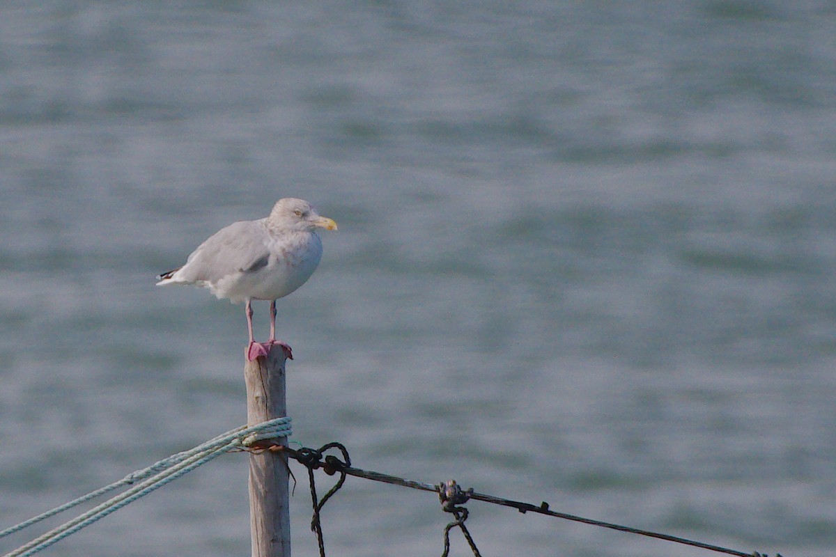 amerikagråmåke - ML644338616