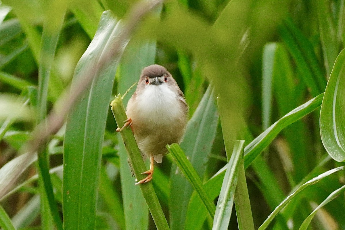 Yellow-eyed Babbler - ML644338621