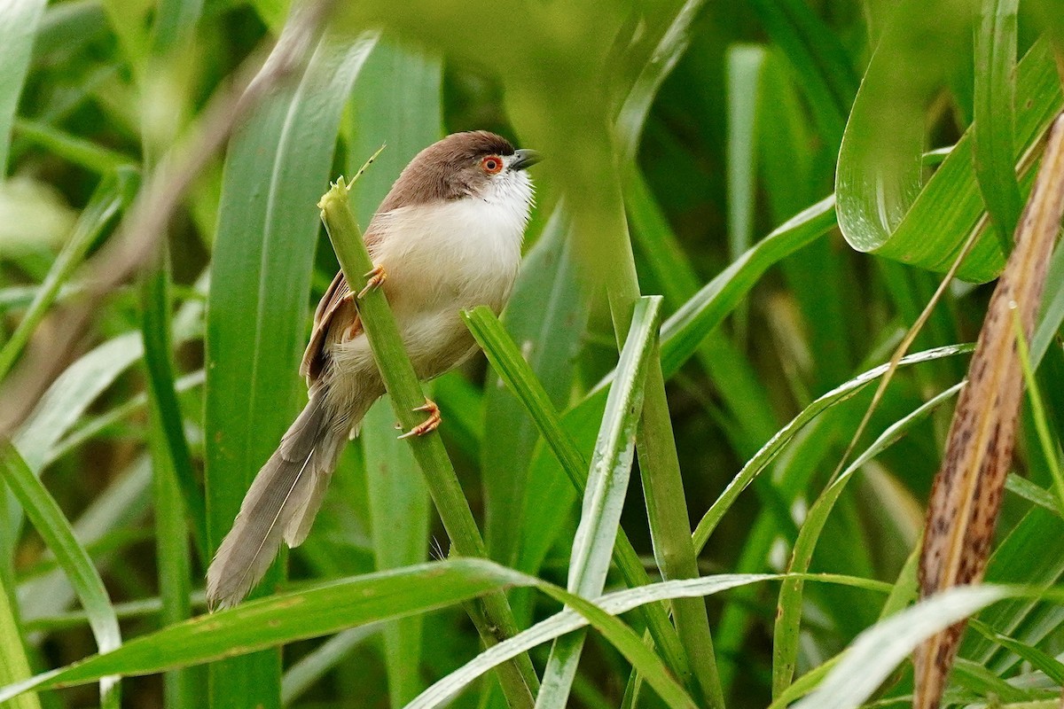 Yellow-eyed Babbler - ML644338622