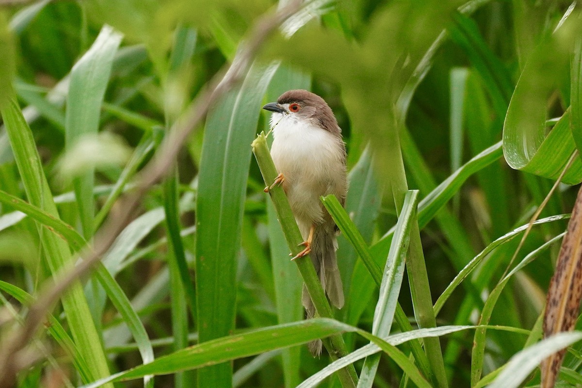 Yellow-eyed Babbler - ML644338623