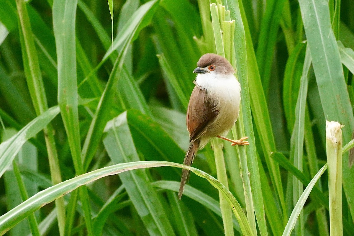 Yellow-eyed Babbler - ML644338624