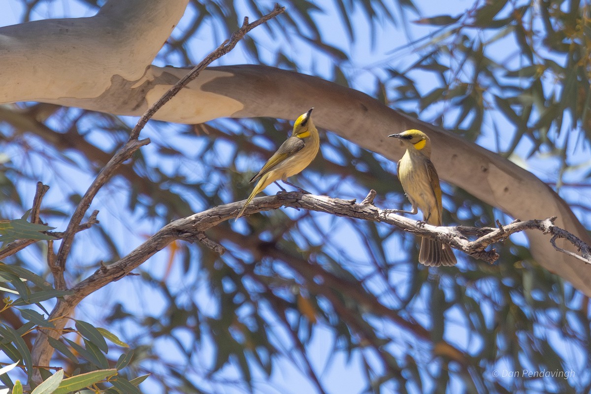 Gray-fronted Honeyeater - ML644338628