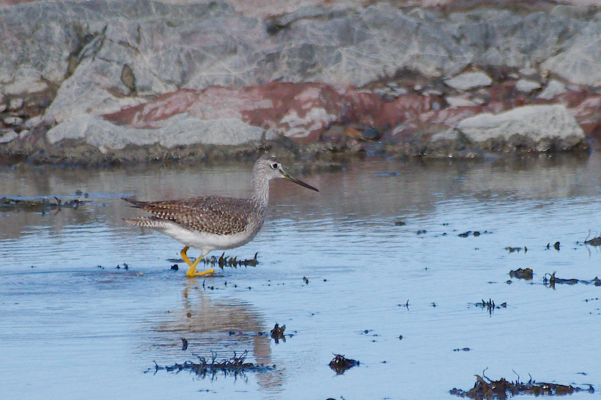 plystresnipe - ML644338641