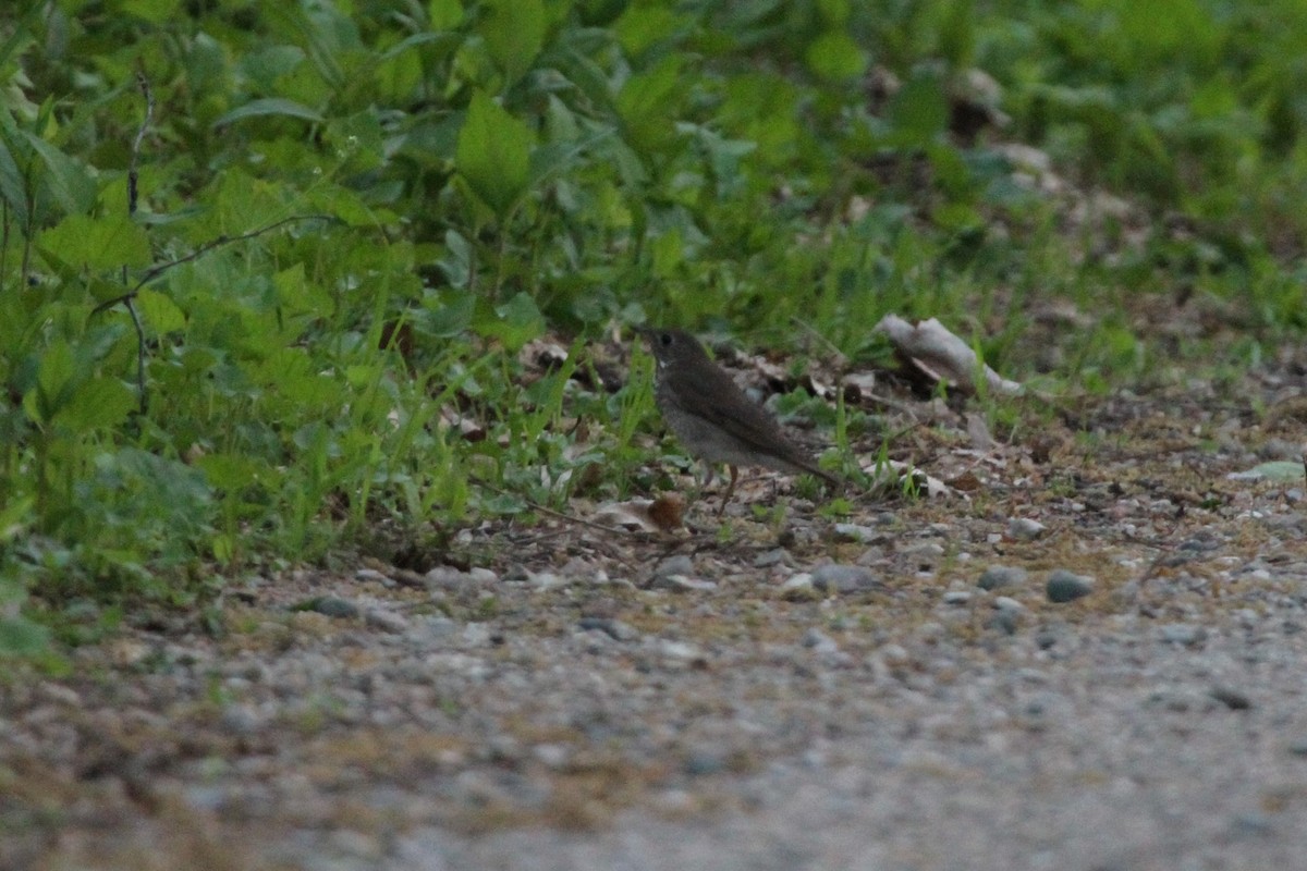 Grive à joues grises - ML644338656