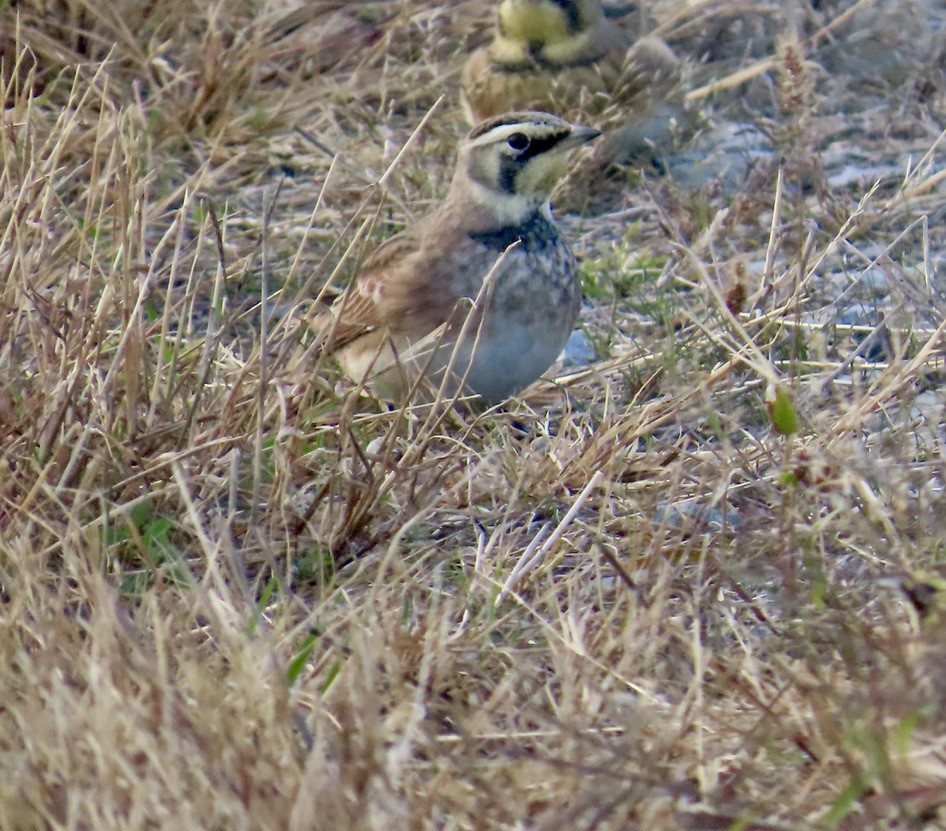 Horned Lark - ML644338661
