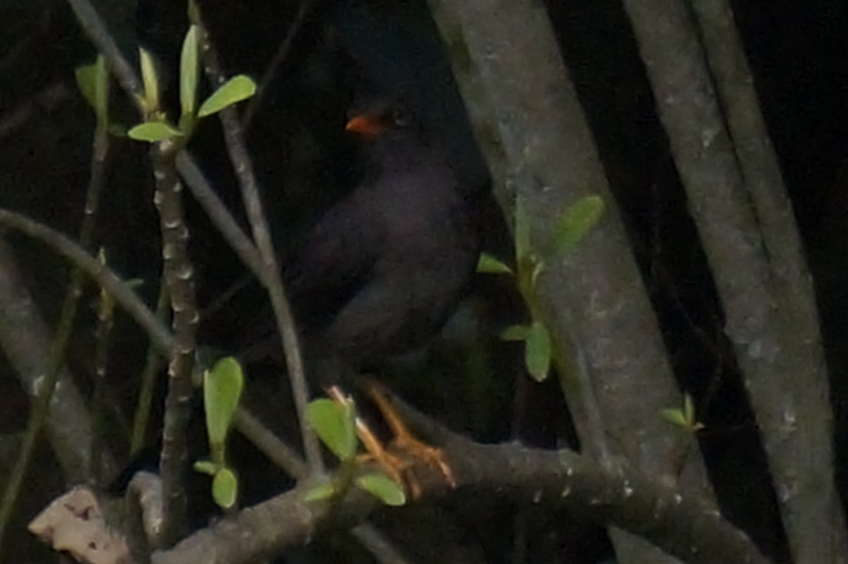 Great Thrush - ML644338662