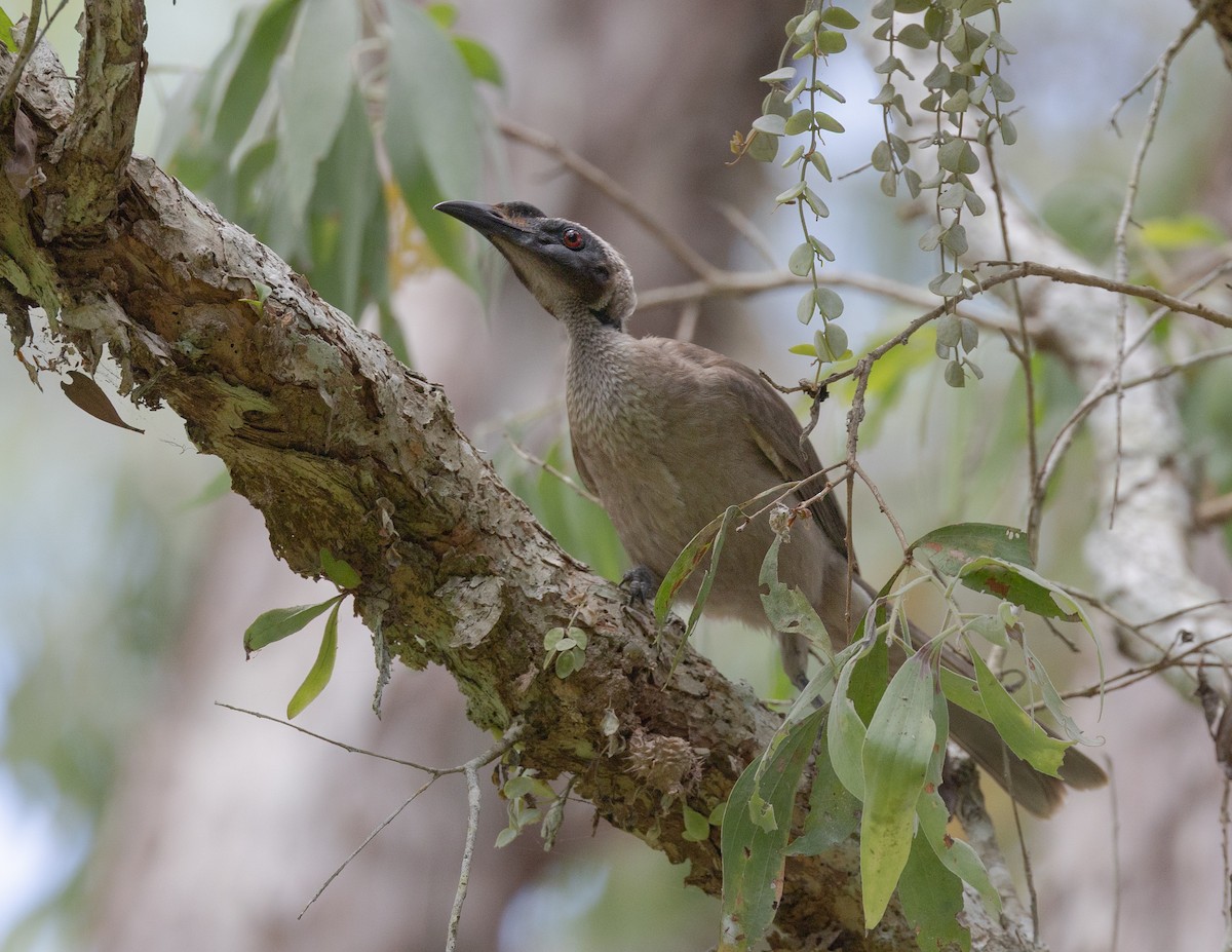 hjelmmunkefugl - ML644338670
