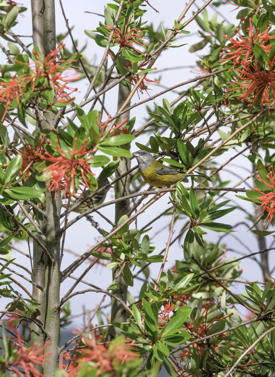 Patagonian Sierra Finch - ML644338672
