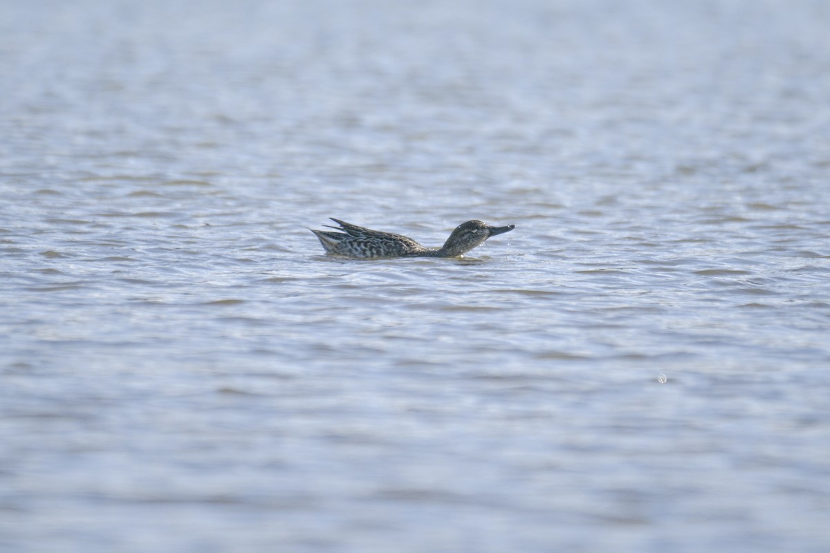 Garganey - ML644338678