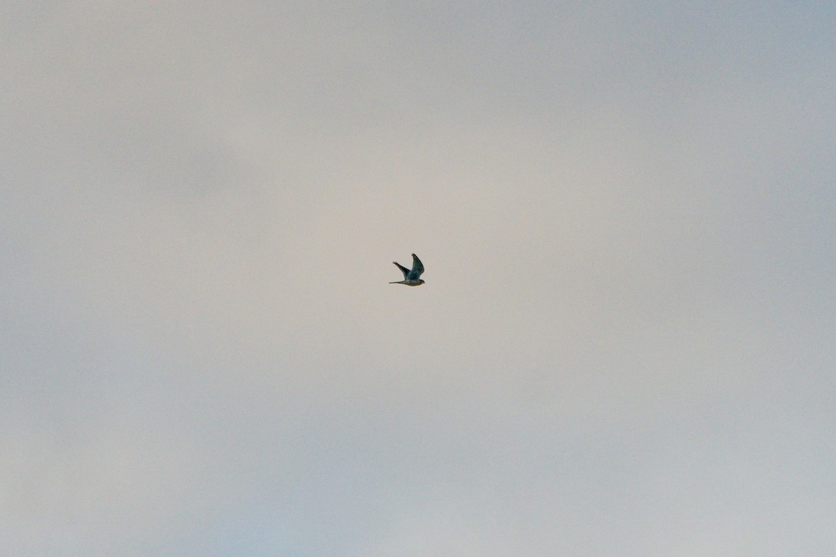 American Kestrel - ML644338680