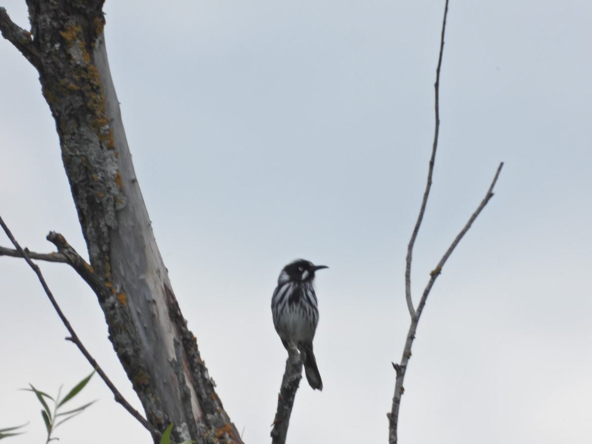 New Holland Honeyeater - ML644338683