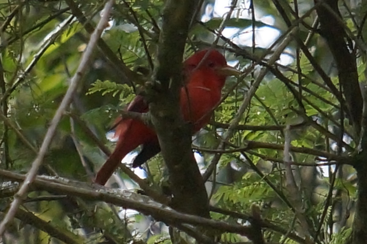 Summer Tanager - ML644338695