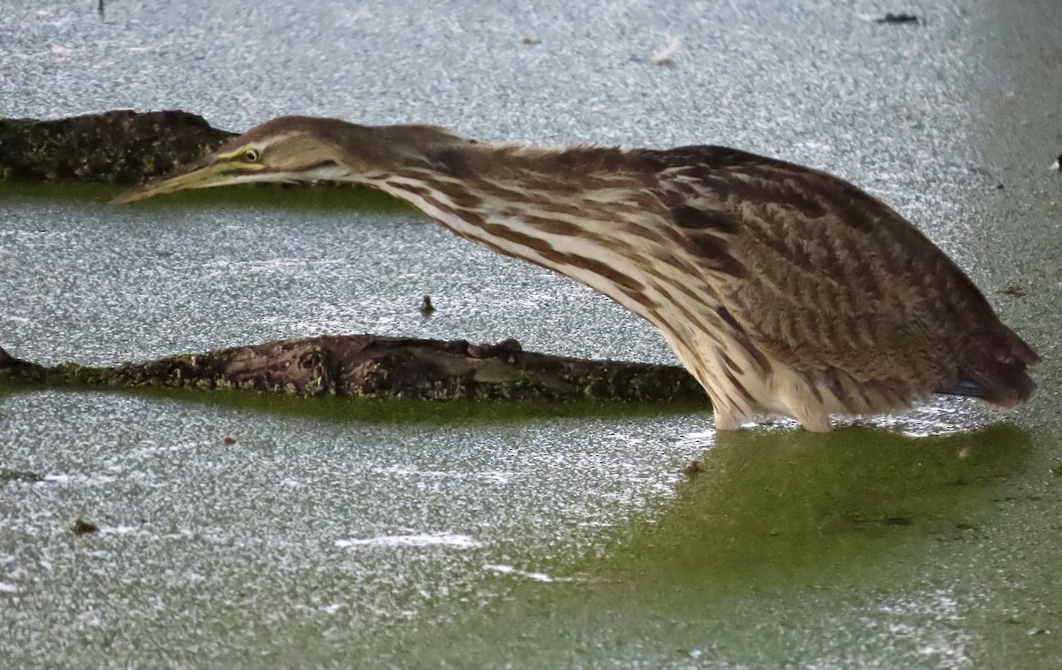 American Bittern - ML644338716