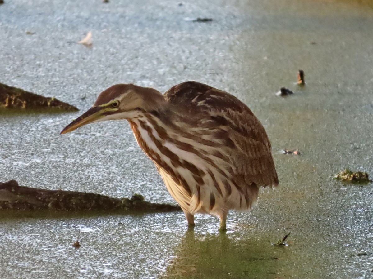 American Bittern - ML644338717