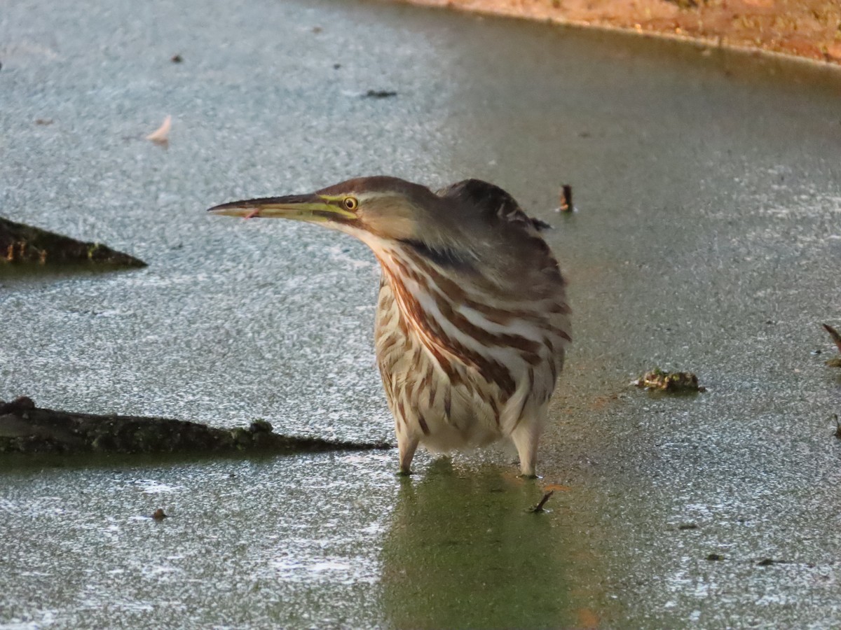 American Bittern - ML644338721