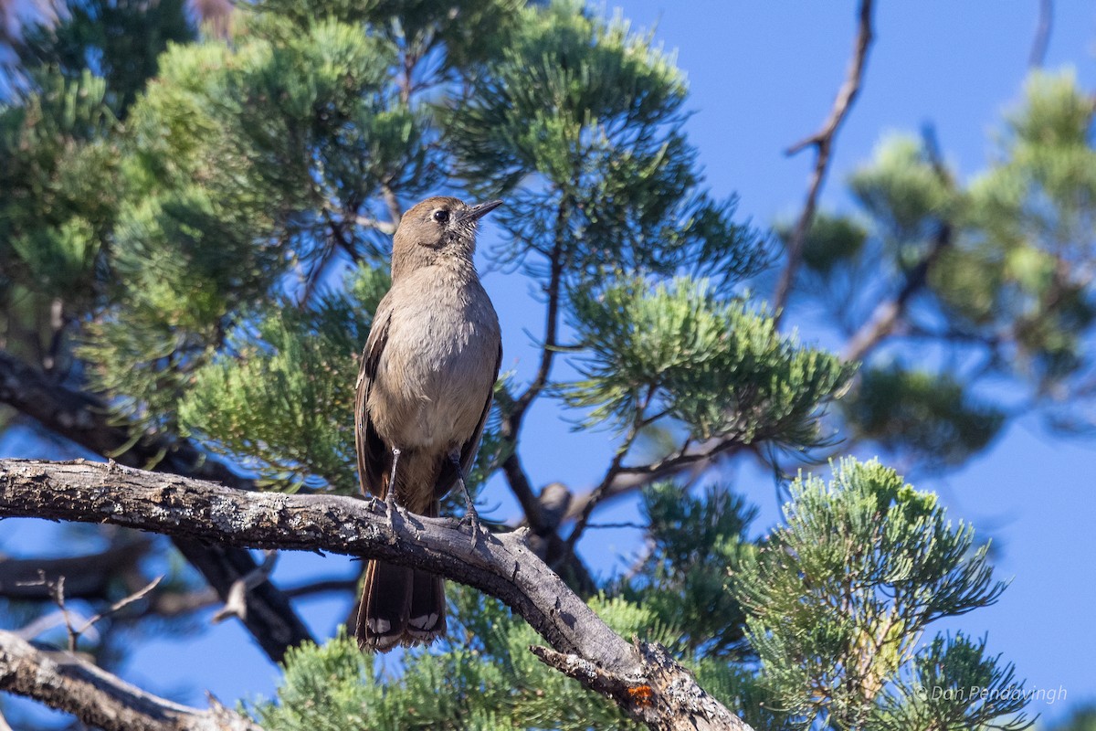 Southern Scrub-Robin - ML644338727