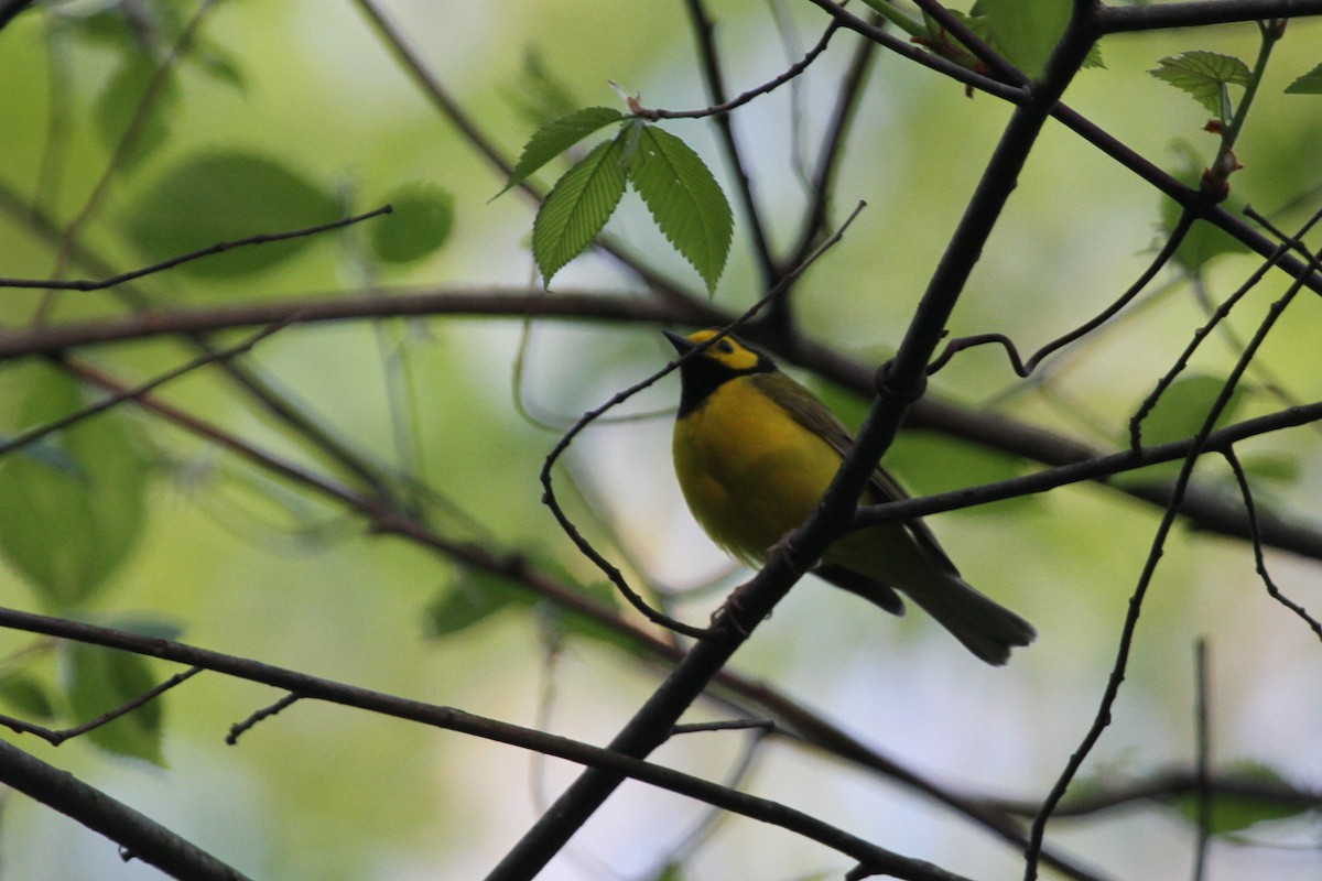 Болотянка чорногорла - ML644338728