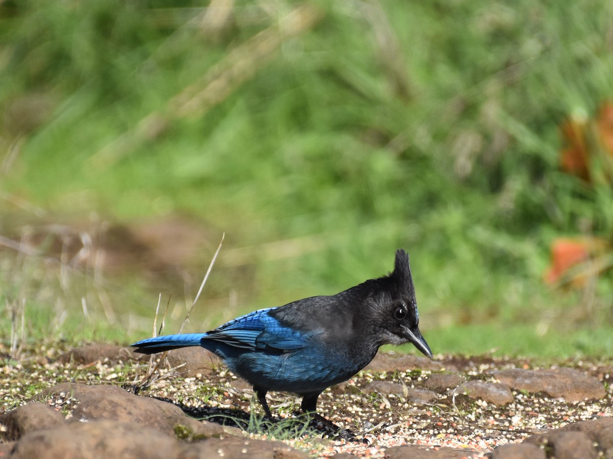 Steller's Jay - ML644338731